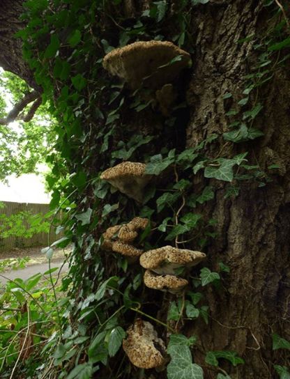 A tier of mature brackets on oak in Reigate, UK.